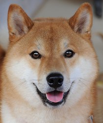 Shiba Inu